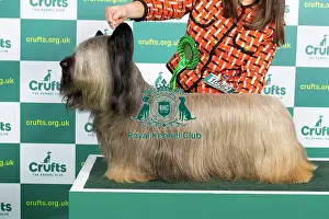 Official photos from Crufts 2023: Best of Breed Skye Terrier Crufts 2023