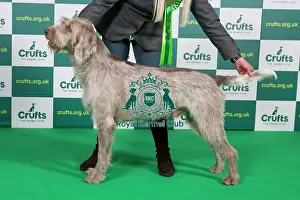 Best of Breed Slovakian Rough Haired Pointer 2023