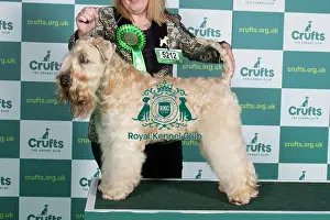 Standing Prints: Best of Breed SOFT COATED WHEATEN TERRIER Crufts 2022