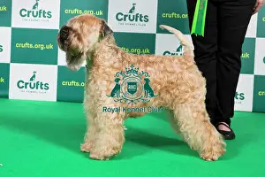 Best of Breed SOFT COATED WHEATEN TERRIER Crufts 2023