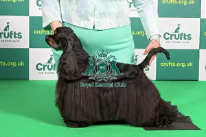 Best of Breed SPANIEL (AMERICAN COCKER) Crufts 2023