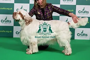Official photos from Crufts 2023: Best of Breed SPANIEL (CLUMBER) Crufts 2023