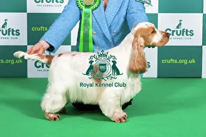 Best of Breed SPANIEL (COCKER) Crufts 2023