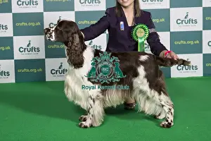 Best of Breed SPANIEL (ENGLISH SPRINGER) Crufts 2022
