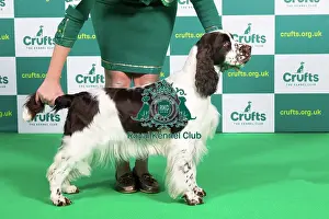 Official photos from Crufts 2023: Best of Breed SPANIEL (ENGLISH SPRINGER) Crufts 2023