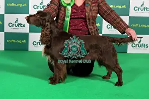 Official photos from Crufts 2023: Best of Breed SPANIEL (FIELD) Crufts 2023