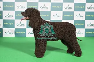 Best of Breed SPANIEL (IRISH WATER) Crufts 2022