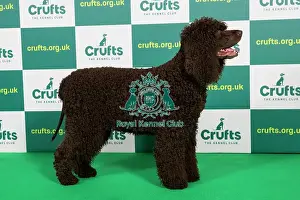 Best of Breed SPANIEL (IRISH WATER) Crufts 2023