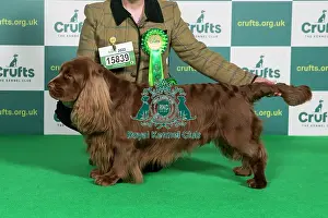 Best of Breed SPANIEL (SUSSEX) Crufts 2022