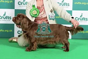 Best of Breed SPANIEL (SUSSEX) Crufts 2023