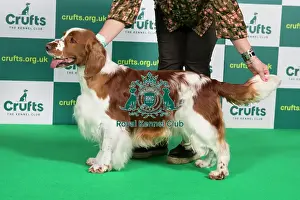 Best of Breed SPANIEL (WELSH SPRINGER) Crufts 2023