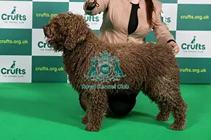 Official photos from Crufts 2023: Best of Breed SPANISH WATER DOG (NONCC) Crufts 2023