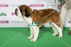 Best of Breed ST. BERNARD