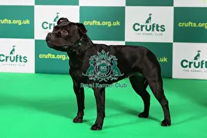 Official photos from Crufts 2023: Best of Breed STAFFORDSHIRE BULL TERRIER Crufts 2023