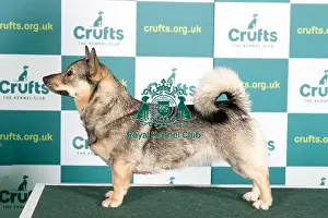 Best of Breed SWEDISH VALLHUND 2022