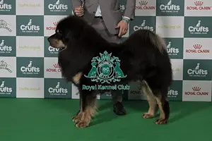 Tibetan Mastiff Prints: Best of Breed Tibetan Mastiff 2025