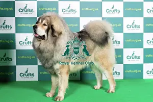 Best of Breed TIBETAN MASTIFF Crufts 2022