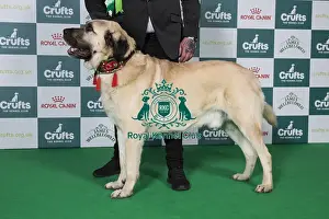 2025 Prints: Best of Breed Turkish Kangal