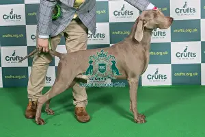 Official Photo Prints: Best of Breed WEIMARANER Crufts 2022