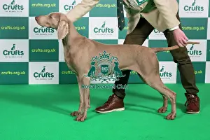 Best of Breed WEIMARANER Crufts 2023