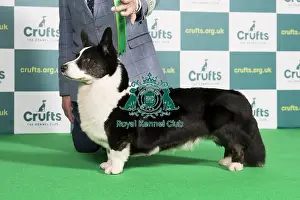 Best of Breed WELSH CORGI (CARDIGAN) Crufts 2022