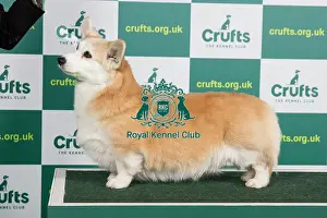 Best of Breed WELSH CORGI (PEMBROKE) Crufts 2023