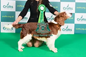 Best of Breed Welsh Springer Spaniel Crufts 2022