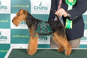 Best of Breed WELSH TERRIER Crufts 2022