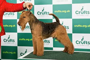 Official photos from Crufts 2023: Best of Breed WELSH TERRIER Crufts 2023