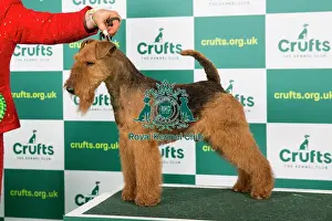 Best of Breed WELSH TERRIER Crufts 2023