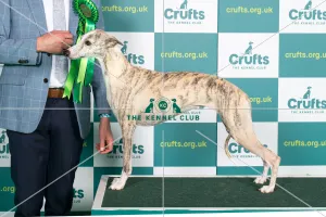 Crufts deals whippet breed