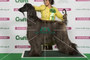 Afghan Hound