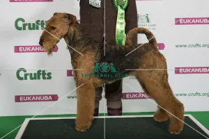 Best of Breed Winner AIREDALE TERRIER