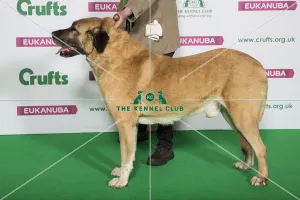 Crufts 2019 - Best of Breed / Pastoral