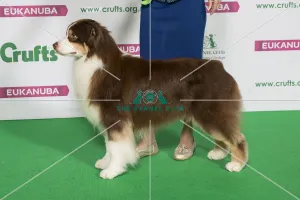 Best of Breed Winner AUSTRALIAN SHEPHERD