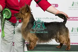 Terrier Prints: Best of Breed Winner AUSTRALIAN TERRIER