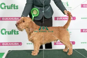 Best of Breed Winner BASSET FAUVE DE BRETAGNE