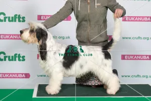 Best of Breed Winner BASSET GRIFFON VENDEEN (GRAND)