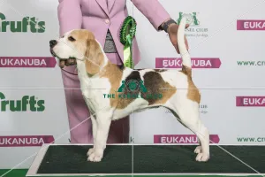 Best of Breed Winner BEAGLE