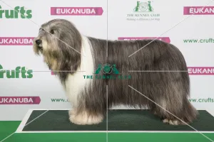 Crufts 2019 - Best of Breed / Pastoral