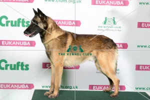 Best of Breed Winner BELGIAN SHEPHERD DOG (MALINOIS)