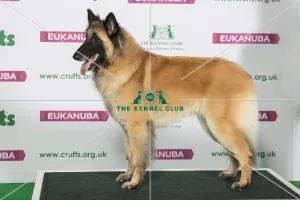 Crufts 2019 - Best of Breed / Pastoral