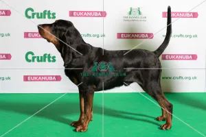 Best of Breed Winner BLACK AND TAN COONHOUND Best of Breed Winner BLACK AND TAN COONHOUND