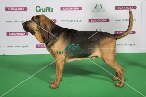 Best of Breed Winner BLOODHOUND