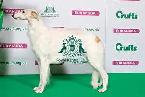Best of Breed Winner BORZOI