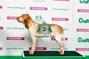 Best of Breed Winner BRACCO ITALIANO