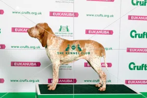 Best of Breed Winner BRACCO ITALIANO