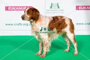 Best of Breed Winner BRITTANY