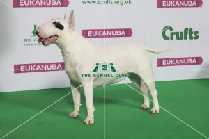 Bull Terrier