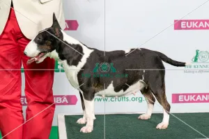 Bull Terrier